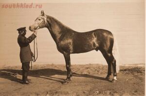 Выставка племенныхъ лошадей. Москва. 1896 годъ. - 8-Ao2K2aRCops.jpg
