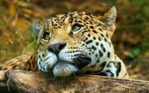 тест - animals-big-cats-leopard-8891.jpg