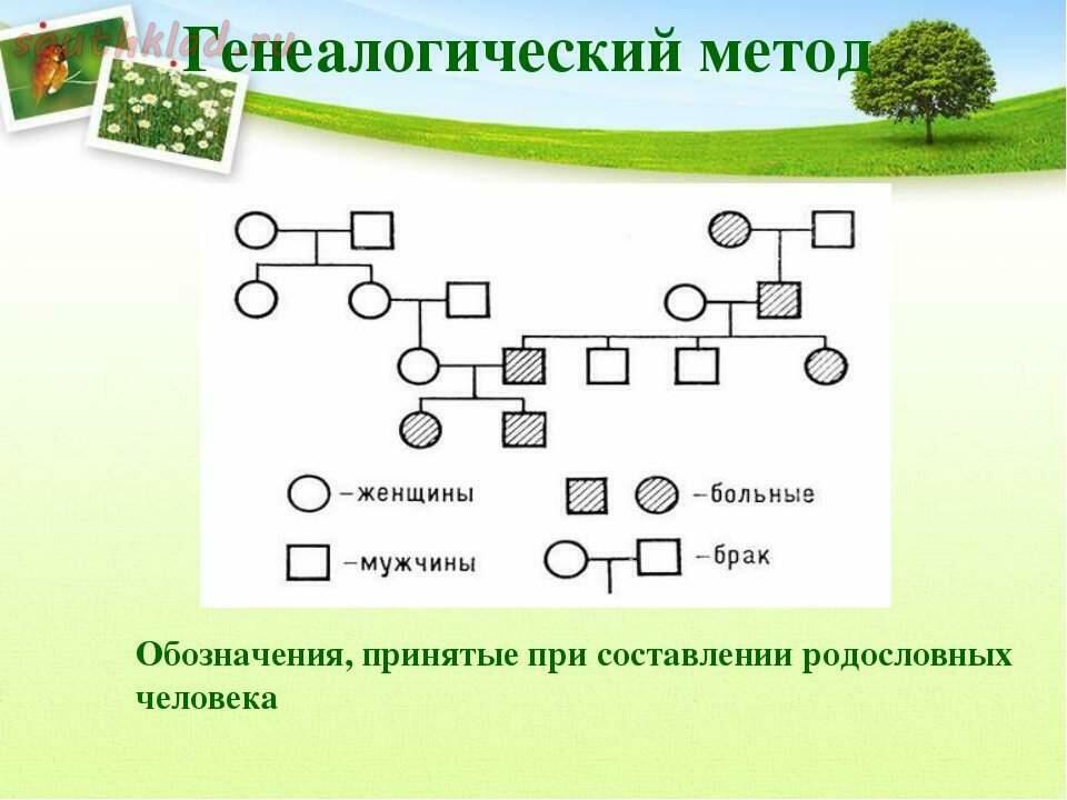 Схема родословной биология