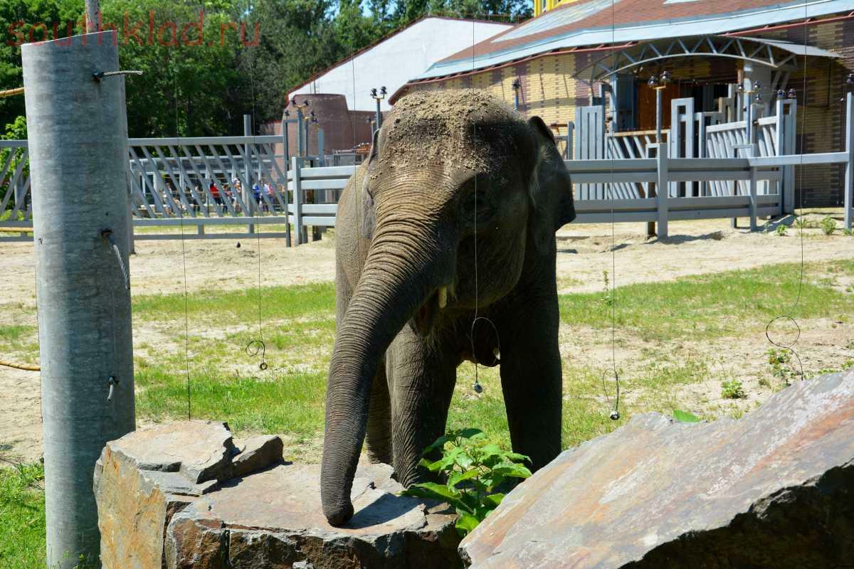 Сколько стоит зоопарк в ростове на дону