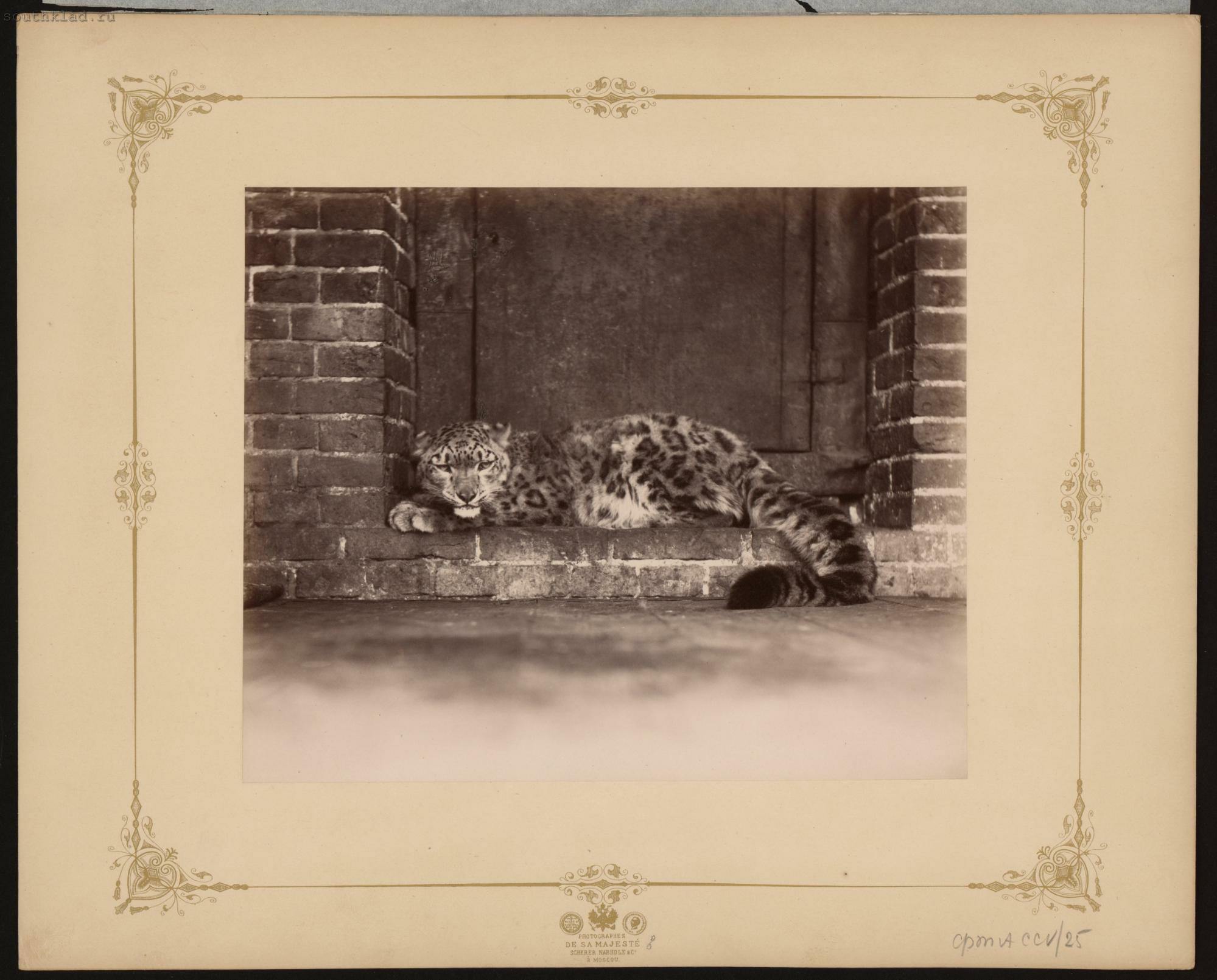 В императорском саду живет собака 9 глава. Картина «Зоологический сад» 1912. В императорском саду живёт собака. Зоологический сад Гонконг схема.