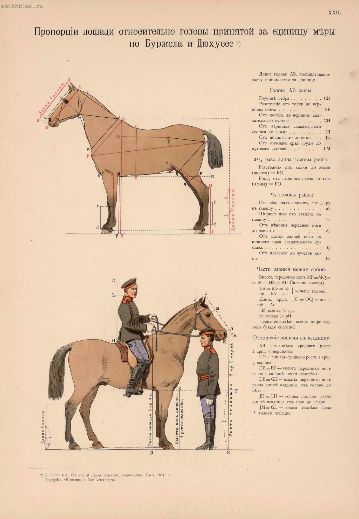 Соотношение лошадиных. Иппологический атлас для наглядного изучения верховой лошади. Средняя высота лошади. Пропорции человека и лошади. Пропорции коня и человека.