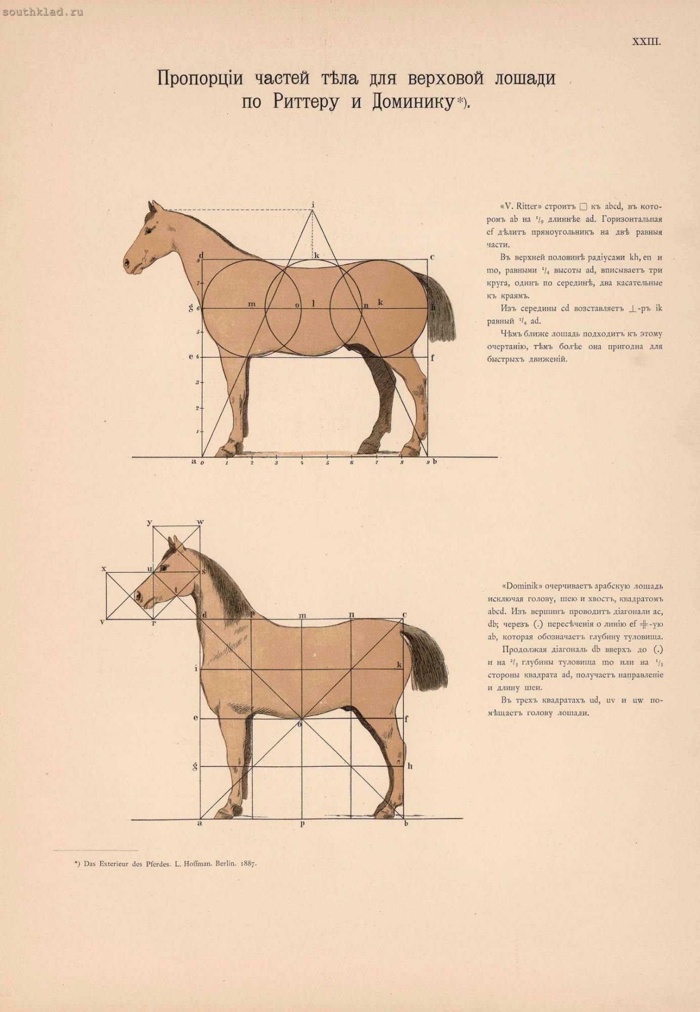 Соотношение лошадиных. Иппологический атлас для наглядного изучения верховой лошади. Анатомия лошади для художников пропорции. Рисовать лошадь пропорции. Схема построения лошади.