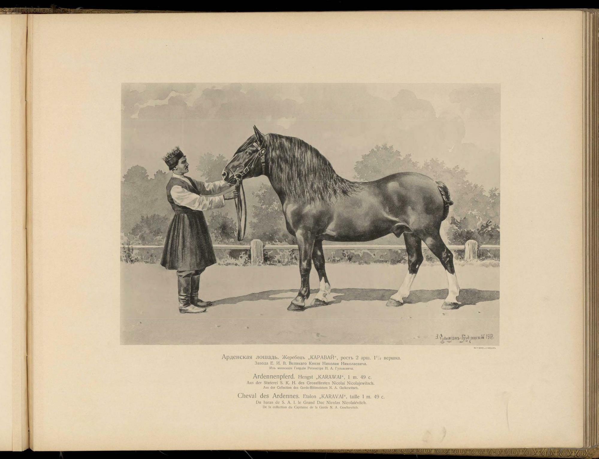 Рассмотрите фотографию коричневой лошади породы русская тяжеловозная и выполните задания