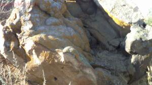 Загадочные начертания на камнях в Каменском районе - image (5).jpg