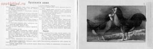 Альбом хозяйственных пород домашней птицы. Настольная книга птицевода 1905 год - 2c504b2af137.jpg