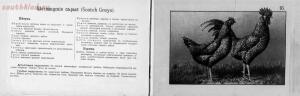 Альбом хозяйственных пород домашней птицы. Настольная книга птицевода 1905 год - 21f2cfd69be9.jpg