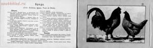 Альбом хозяйственных пород домашней птицы. Настольная книга птицевода 1905 год - af7fcae991e5.jpg
