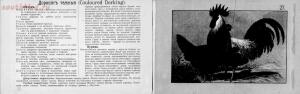 Альбом хозяйственных пород домашней птицы. Настольная книга птицевода 1905 год - 9ad40b378246.jpg