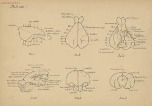 Атлас большого мозга человека и животных 1937 год - 01005159259_018.jpg