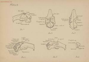 Атлас большого мозга человека и животных 1937 год - 01005159259_022.jpg