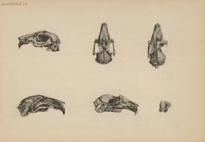 Атлас большого мозга человека и животных 1937 год - 01005159259_023.jpg