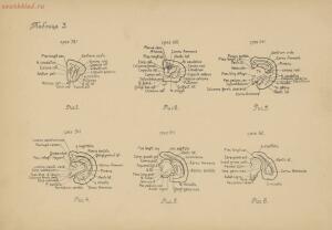 Атлас большого мозга человека и животных 1937 год - 01005159259_026.jpg