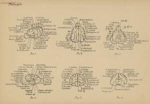 Атлас большого мозга человека и животных 1937 год - 01005159259_032.jpg