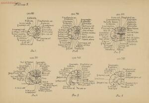 Атлас большого мозга человека и животных 1937 год - 01005159259_036.jpg