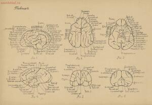 Атлас большого мозга человека и животных 1937 год - 01005159259_042.jpg