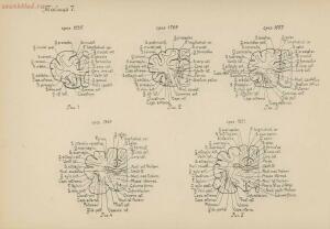 Атлас большого мозга человека и животных 1937 год - 01005159259_046.jpg