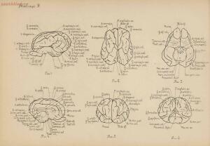 Атлас большого мозга человека и животных 1937 год - 01005159259_056.jpg