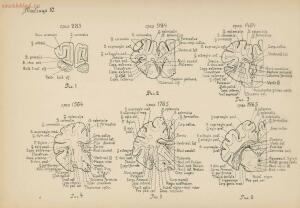 Атлас большого мозга человека и животных 1937 год - 01005159259_060.jpg