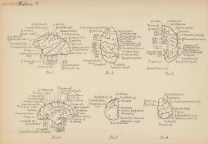 Атлас большого мозга человека и животных 1937 год - 01005159259_066.jpg