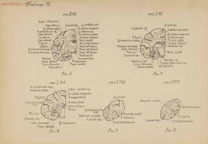 Атлас большого мозга человека и животных 1937 год - 01005159259_074.jpg