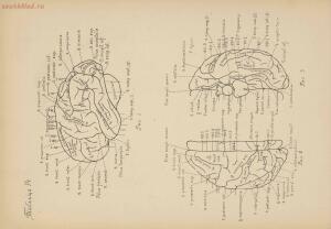 Атлас большого мозга человека и животных 1937 год - 01005159259_080.jpg