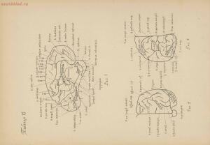 Атлас большого мозга человека и животных 1937 год - 01005159259_084.jpg