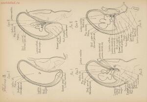 Атлас большого мозга человека и животных 1937 год - 01005159259_098.jpg
