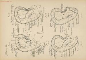 Атлас большого мозга человека и животных 1937 год - 01005159259_110.jpg