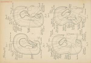 Атлас большого мозга человека и животных 1937 год - 01005159259_114.jpg