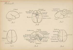 Атлас большого мозга человека и животных 1937 год - 01005159259_122.jpg
