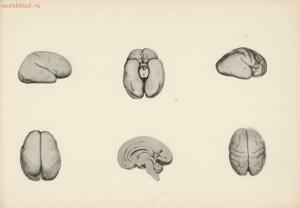 Атлас большого мозга человека и животных 1937 год - 01005159259_123.jpg