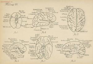 Атлас большого мозга человека и животных 1937 год - 01005159259_126.jpg