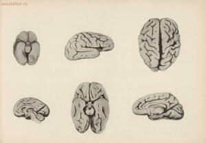 Атлас большого мозга человека и животных 1937 год - 01005159259_127.jpg