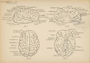 Атлас большого мозга человека и животных 1937 год - 01005159259_130.jpg