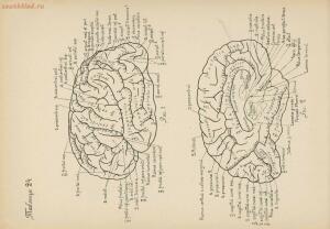 Атлас большого мозга человека и животных 1937 год - 01005159259_136.jpg