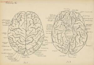 Атлас большого мозга человека и животных 1937 год - 01005159259_140.jpg