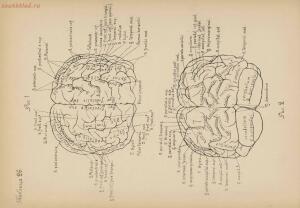 Атлас большого мозга человека и животных 1937 год - 01005159259_144.jpg