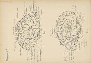 Атлас большого мозга человека и животных 1937 год - 01005159259_150.jpg