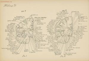 Атлас большого мозга человека и животных 1937 год - 01005159259_164.jpg