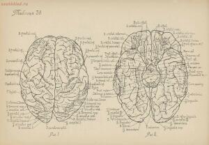 Атлас большого мозга человека и животных 1937 год - 01005159259_192.jpg