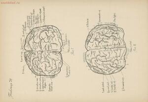 Атлас большого мозга человека и животных 1937 год - 01005159259_194.jpg