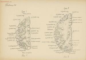 Атлас большого мозга человека и животных 1937 год - 01005159259_196.jpg