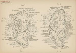 Атлас большого мозга человека и животных 1937 год - 01005159259_208.jpg