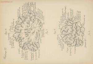 Атлас большого мозга человека и животных 1937 год - 01005159259_250.jpg