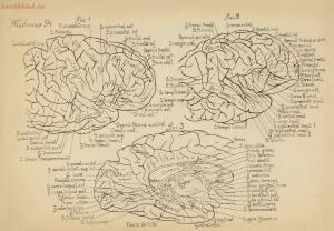Атлас большого мозга человека и животных 1937 год - 01005159259_256.jpg