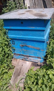 Пчеловодство - Телефон 250.jpg