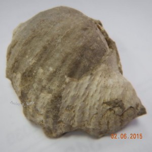 Зубы доисторического животного. - DSCN6173.JPG