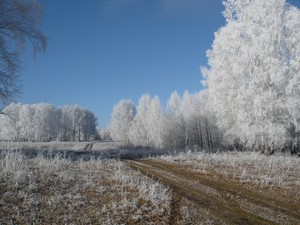 Фото и видео - коп природа 10.11.2013 -4.JPG