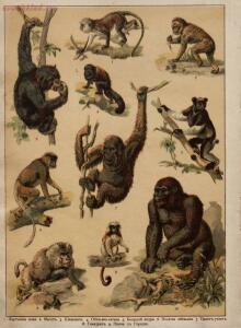 Царство животных в картинах: 250 изображений для нагляд. обучения 1903 год - 02cefe8a3228.jpg